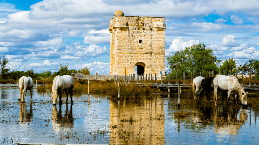 Camargue