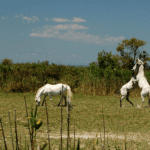 Camargue