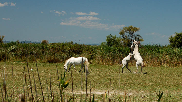 Camargue