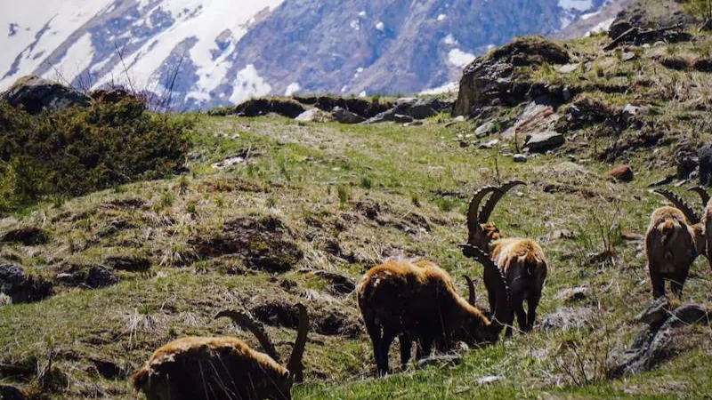 Valle d'Aosta